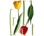 Samolepka Tulipány F 0401